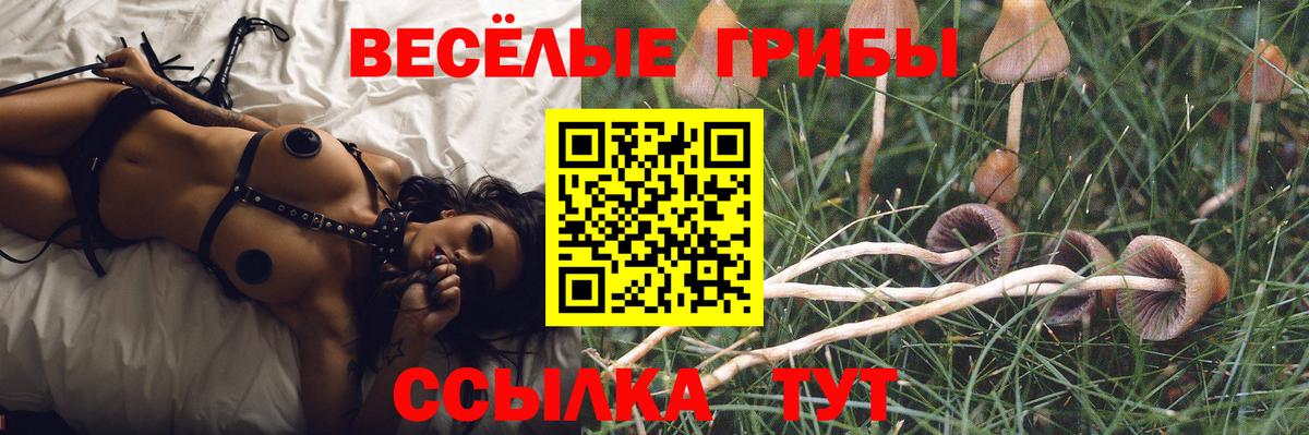 Псилоцибиновые грибы Psilocybe  Вход с VPN  Россия 
